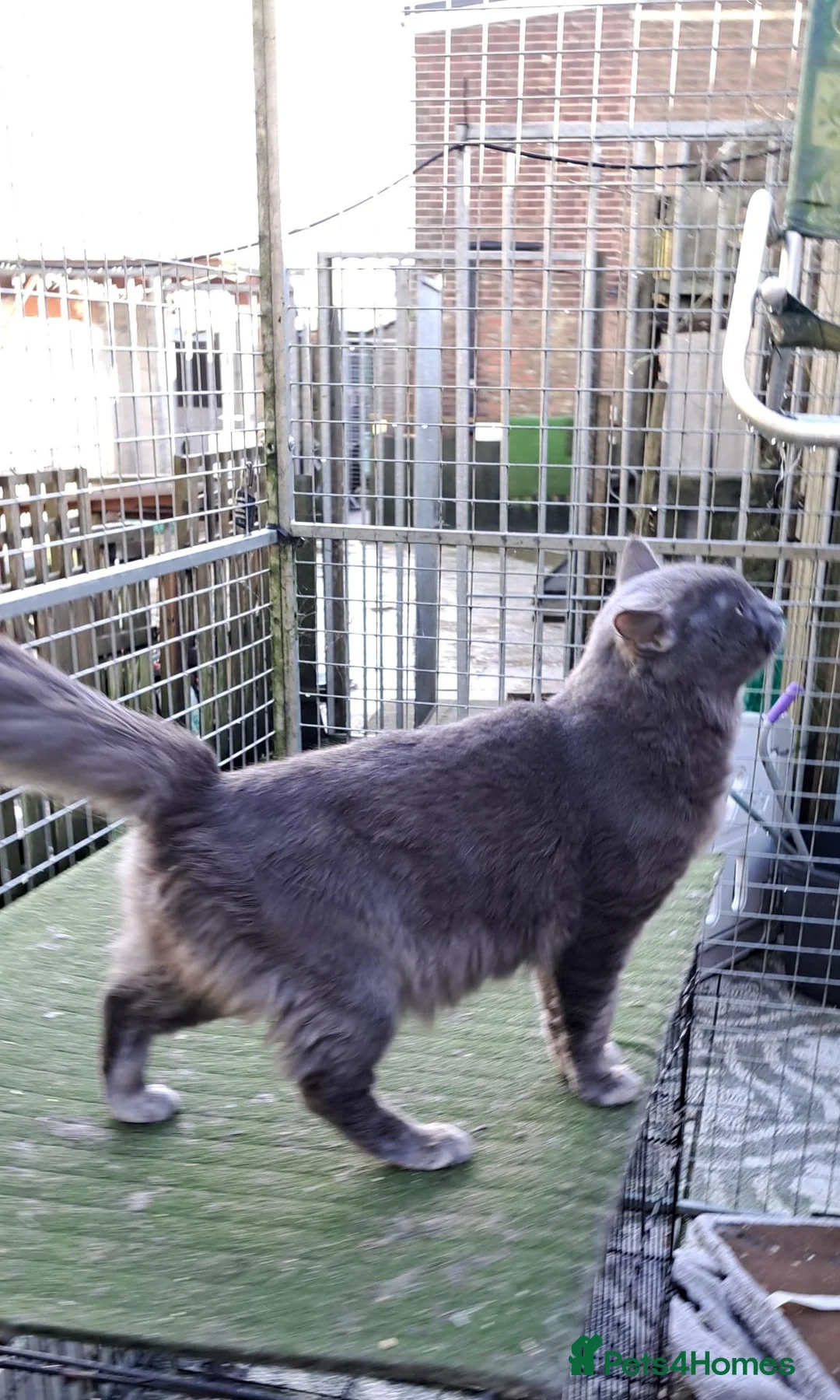 Siberian cats for sale: Traditional Siberian Tica reg, healthtested Boys  - Advert 9