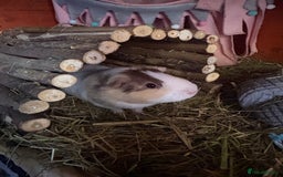 Guinea Pig rodents for sale: 3 x female guinea pigs - Almost a year old - Advert 2