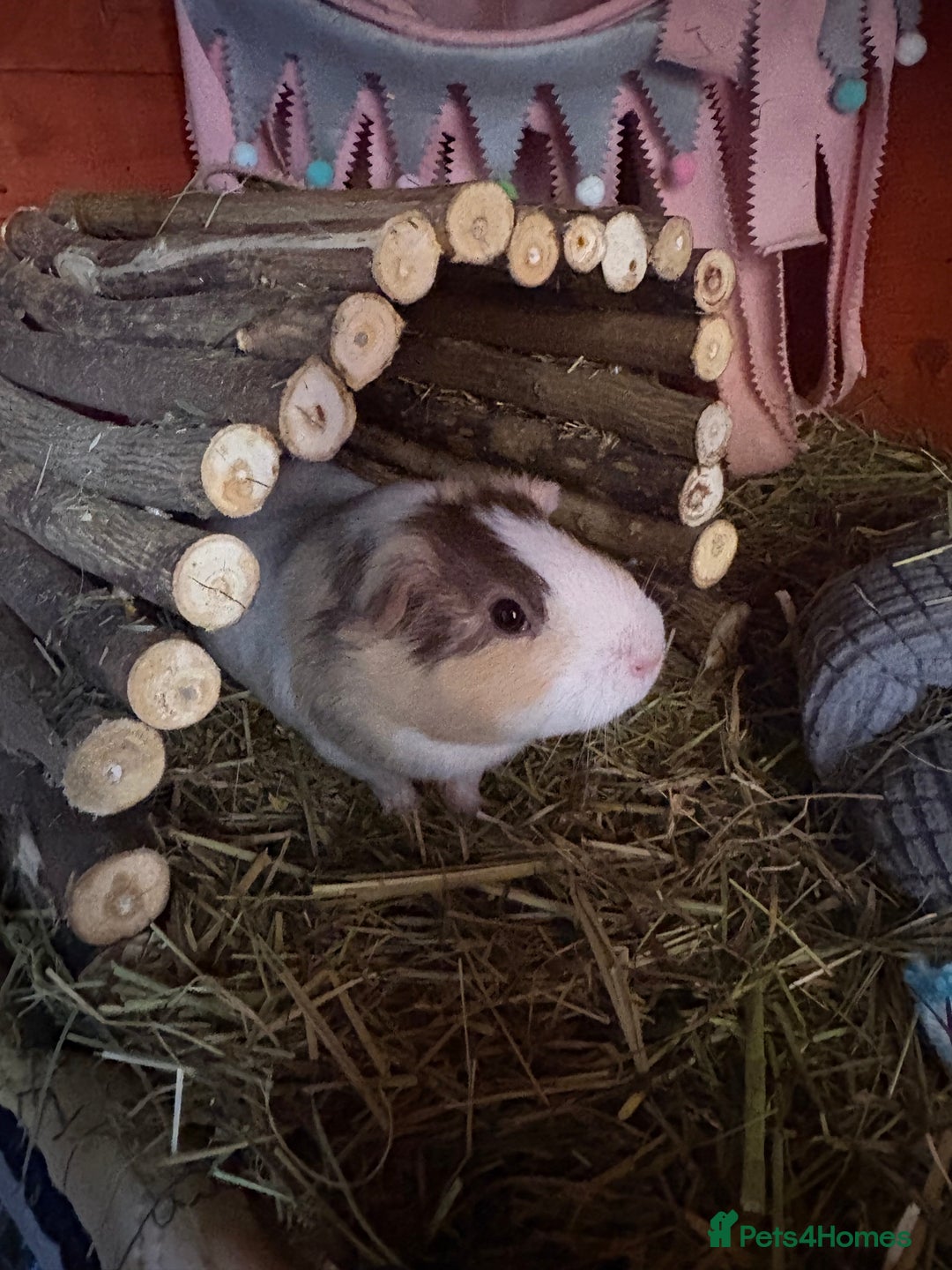 Guinea Pig rodents for sale: 3 x female guinea pigs - Almost a year old - Advert 2