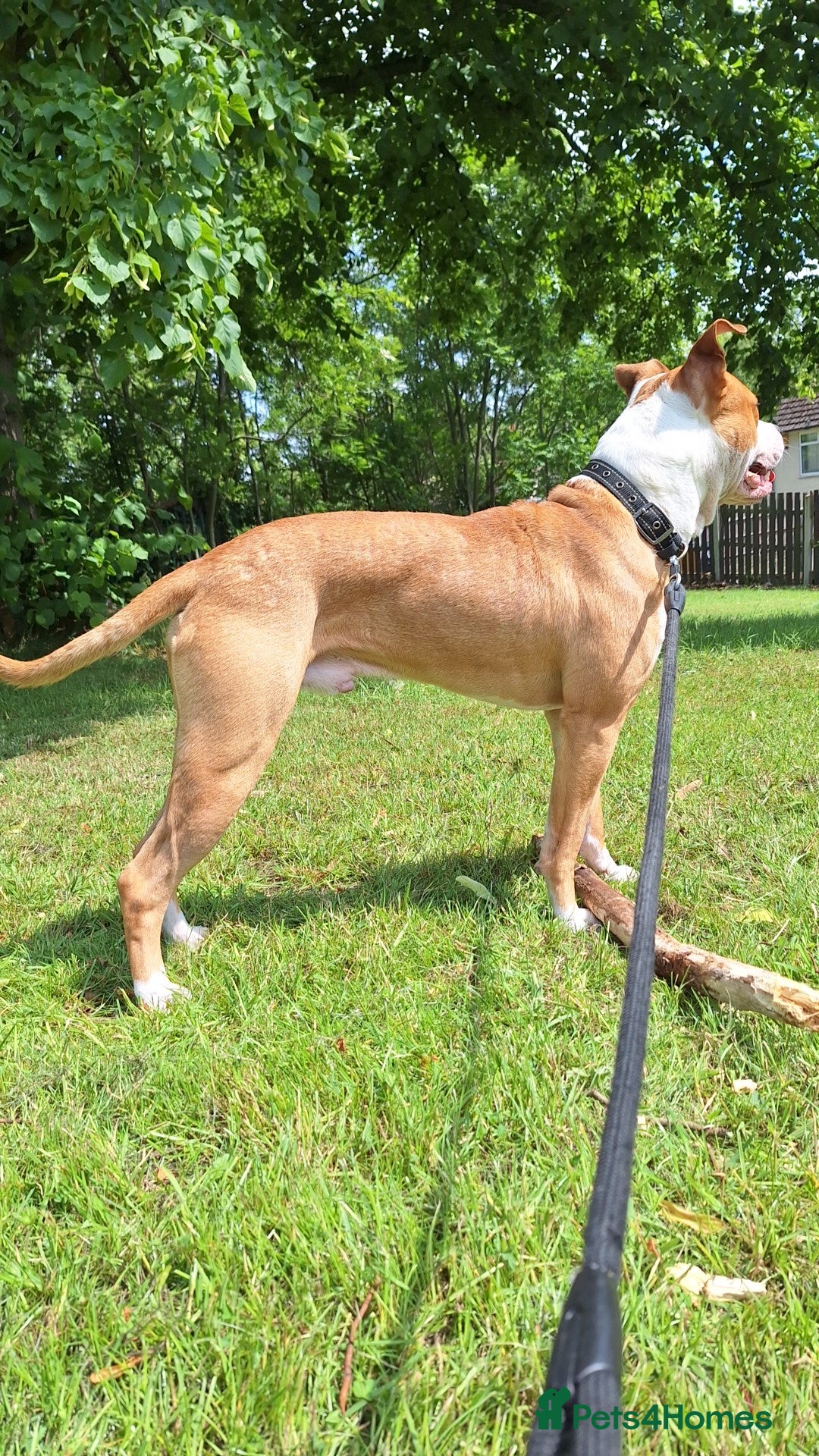 American Bulldog dogs for sale: American bulldog Arlo  - Image 3