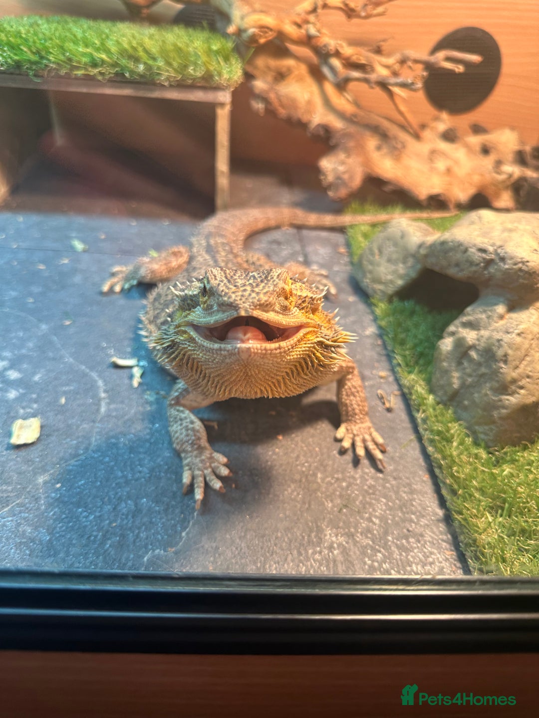 Bearded Dragon reptiles for sale: Female bearded dragon  - Advert 1