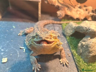 Bearded Dragon reptiles Female bearded dragon - Advert 1