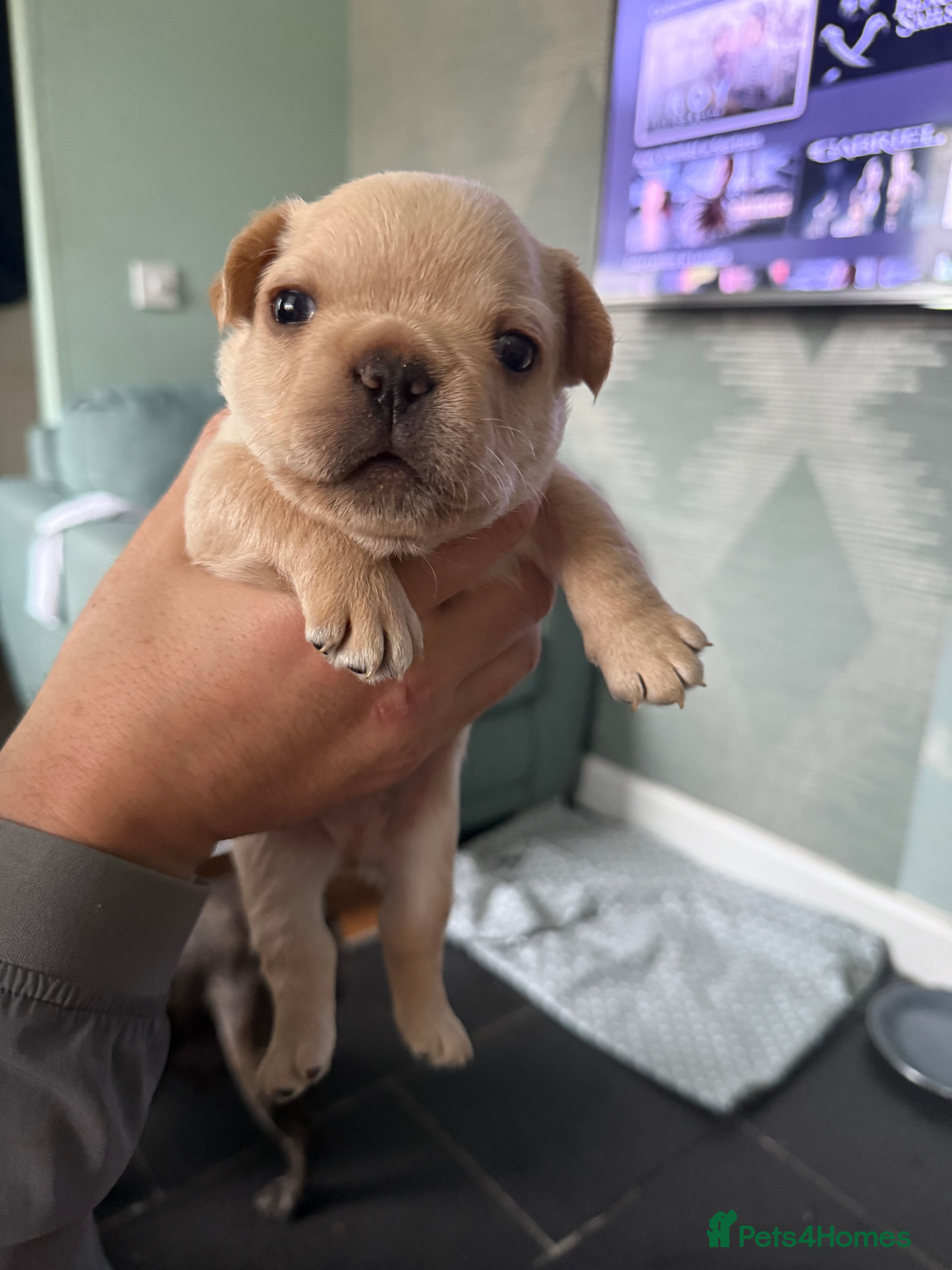 French Bulldog dogs French Bulldog Puppies - Advert 1