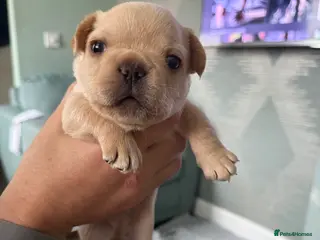 French Bulldog dogs French Bulldog Puppies - Advert 1