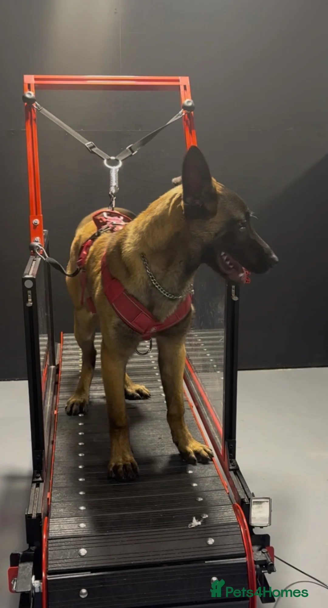 Belgian Shepherd Dog dogs for sale: 6 month old Belgian malinois  in South Shields - Advert 2