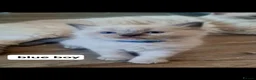 Ragdoll cats for sale: Last female Ragdoll kitty READY NOW - Advert 12