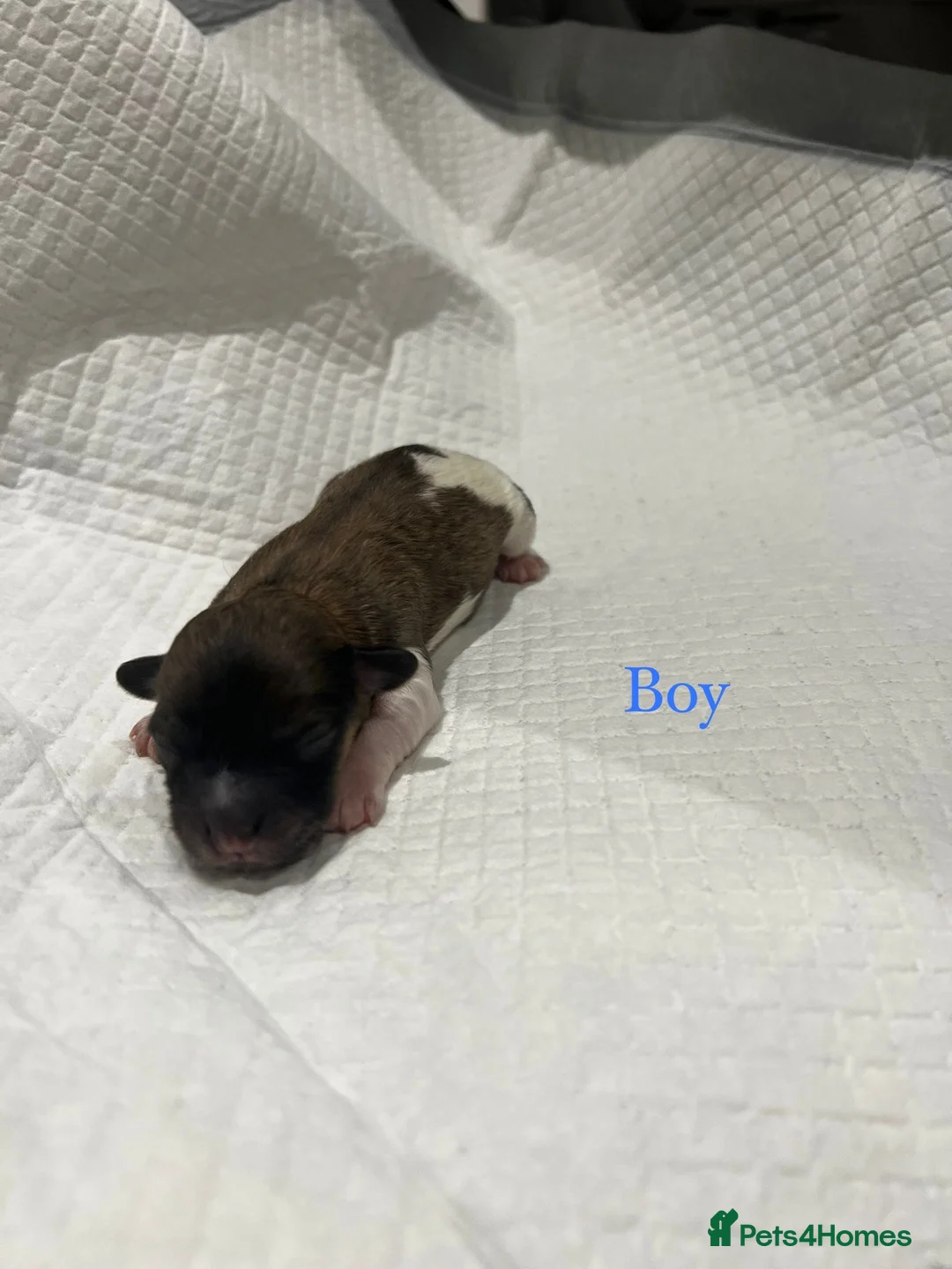 Bichon Frise dogs for sale: Puppies bichon frise - Advert 8