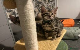 Bengal cats for sale: STUNNING TICA reg Bengal kittens ready to reserve - Image 34