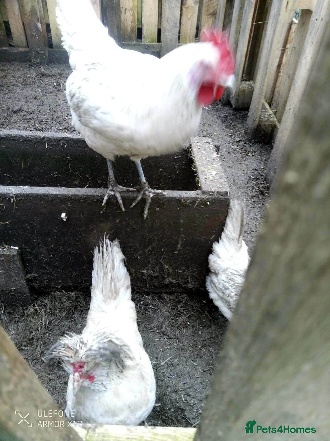 Chickens poultry for sale: Cockeral and 2 hens - Advert 2