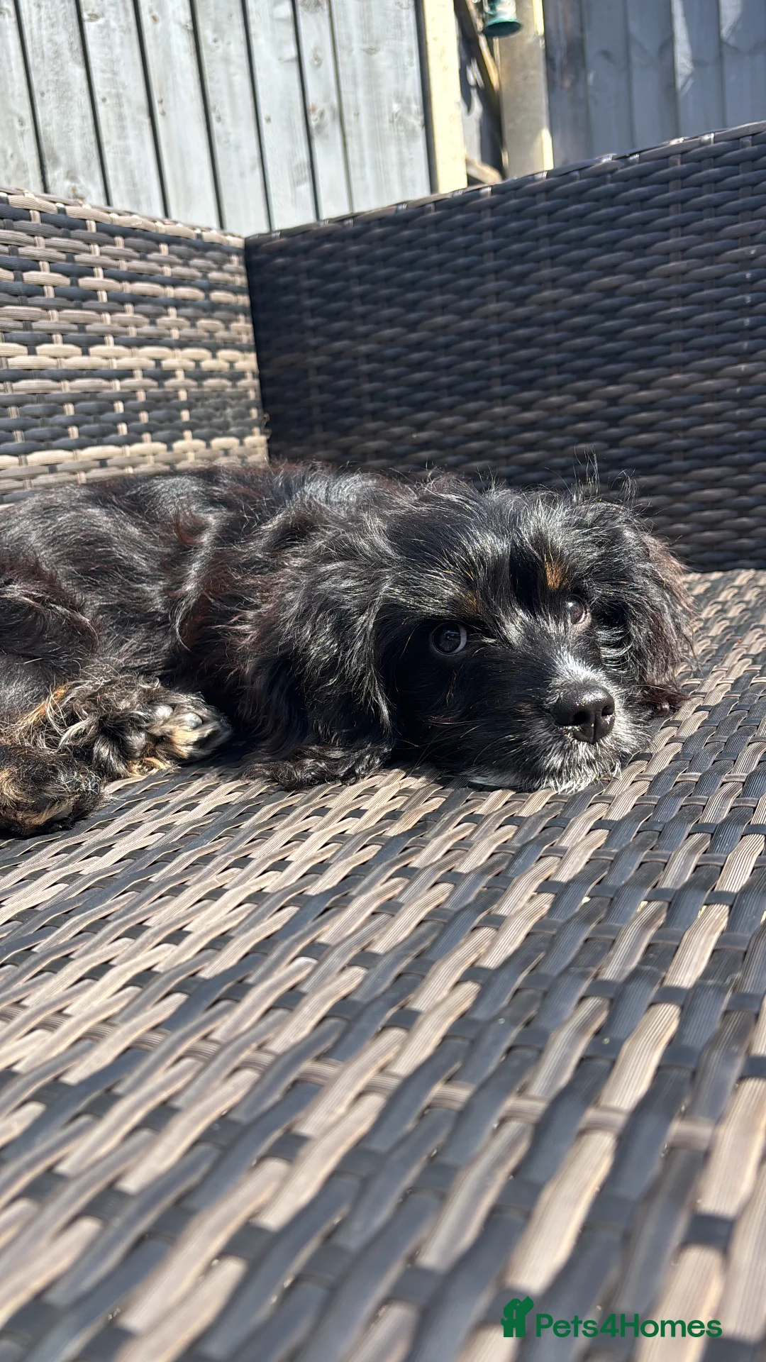 Mixed Breed dogs for sale: 10-month-old Yorkie x Maltese x Cockapoo in Newcastle - Advert 2