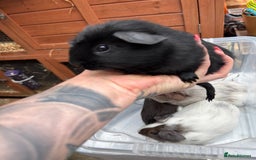 Guinea Pig rodents for sale: 6/7 week old male guinea pigs - Image 2
