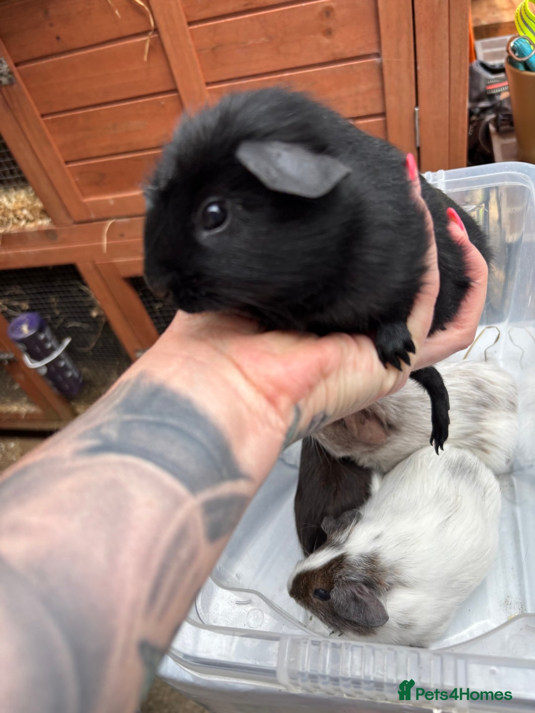 Guinea Pig rodents for sale: 6/7 week old male guinea pigs - Image 2