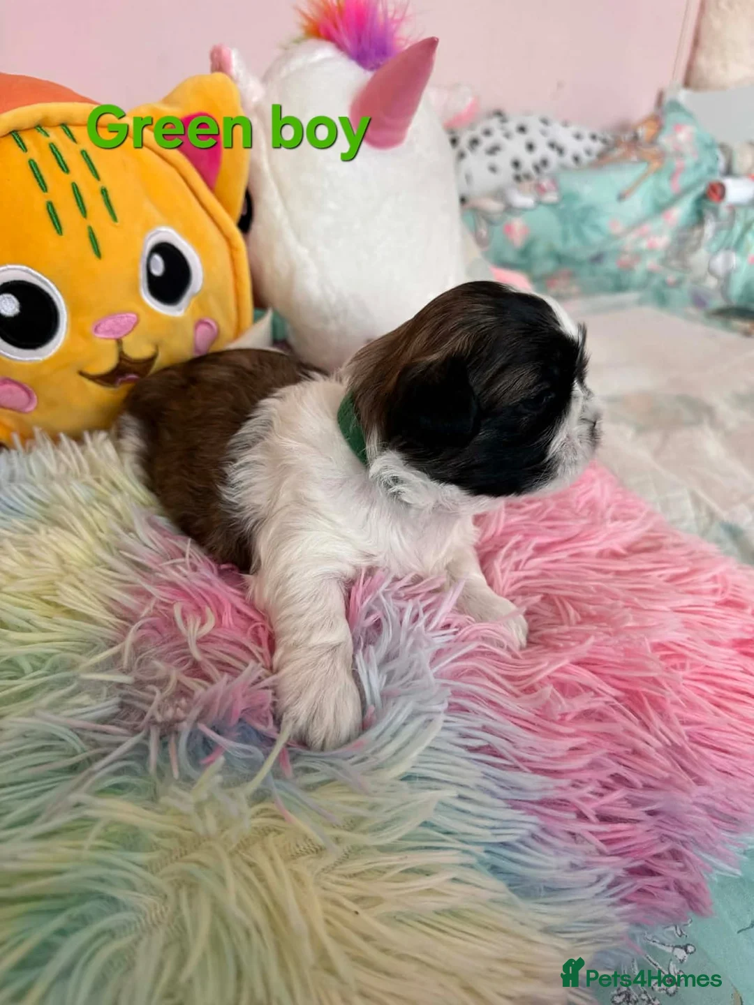 Shih Tzu dogs for sale: 🥰🐾 Adorable Shih Tzu Puppies 🐾🥰 - Advert 8