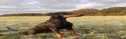 Dobermann dogs for stud: Elite Dobermann Stud Available  in Skegness - Advert 7
