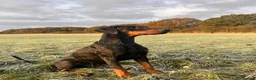 Dobermann dogs for stud: Elite Dobermann Stud Available  in Skegness - Advert 7