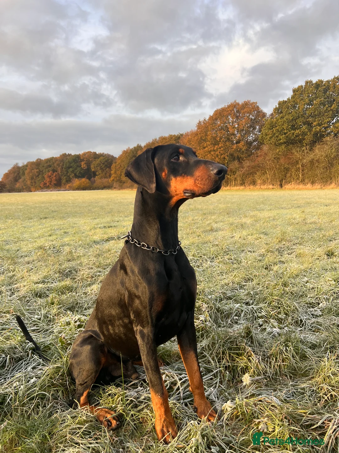 Dobermann dogs for stud: Elite Dobermann Stud Available  in Skegness - Advert 7