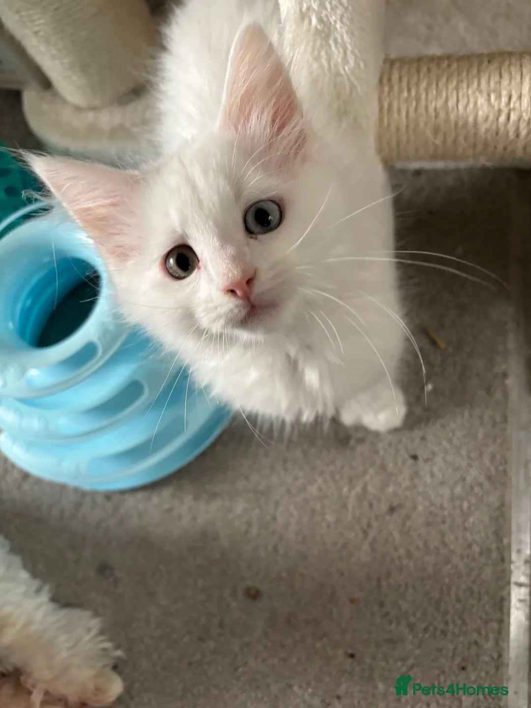 Maine Coon cats for sale: Male kitten in Newcastle upon Tyne - Advert 2