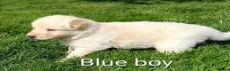 German Shepherd dogs for sale: Gorgeous German Shepherd pups for sale - Advert 18