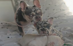 French Bulldog dogs for sale: French bulldog , merle, platinum, fluffy carriers. - Image 5