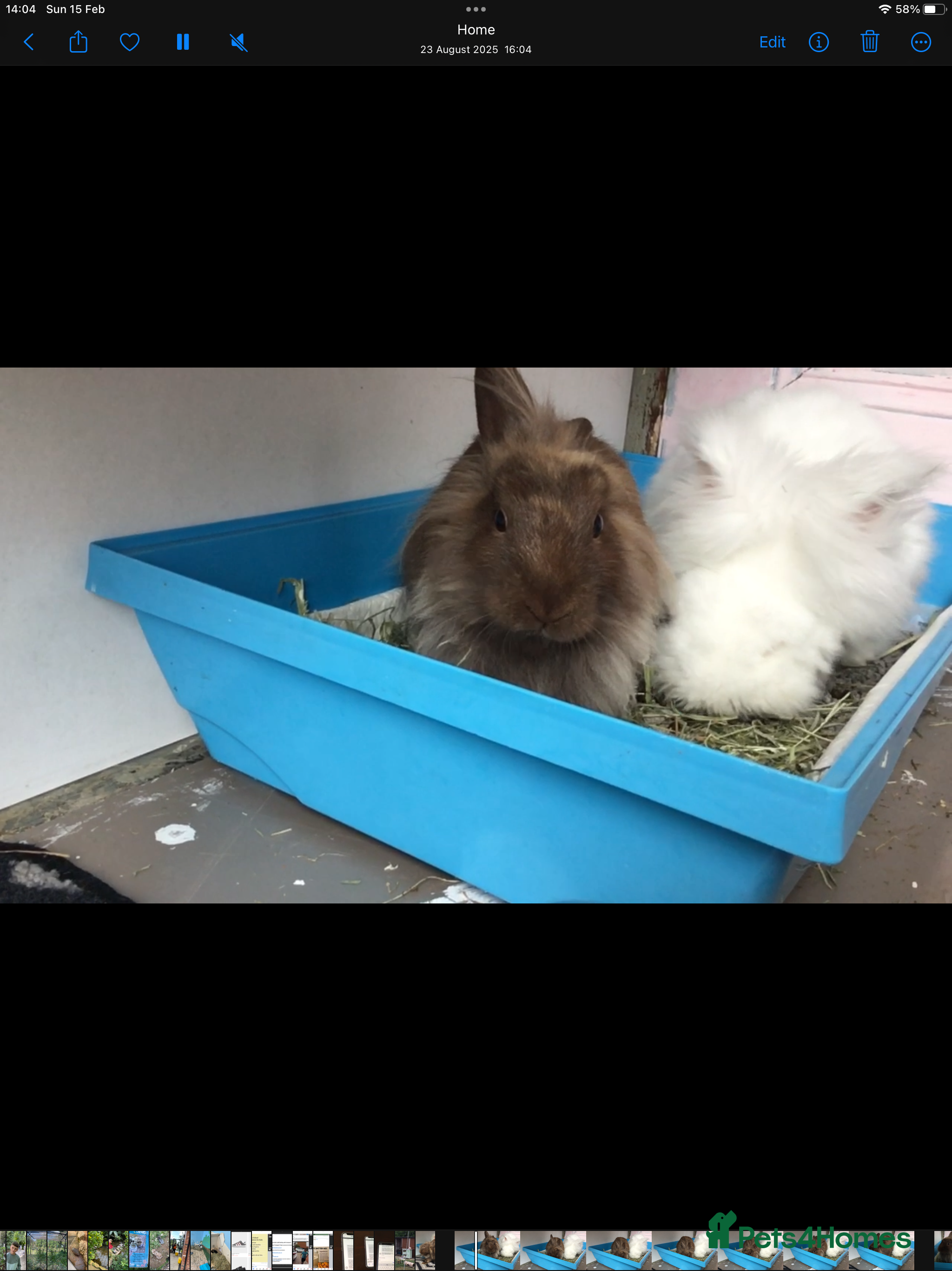 Lionhead rabbits 2 lovely Rabbits Lion head and Angora Mixed - Advert 10