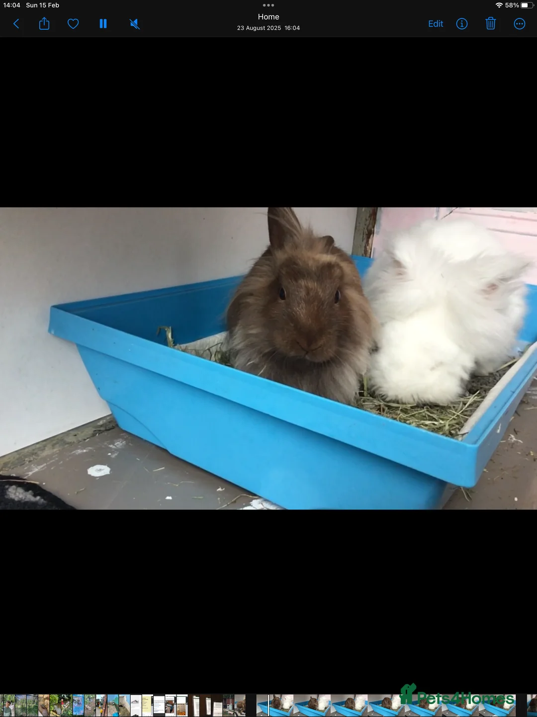 Lionhead rabbits for sale: 2 lovely Rabbits Lion head and Angora Mixed - Advert 1