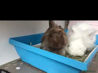 Lionhead rabbits 2 lovely Rabbits Lion head and Angora Mixed - Advert 10
