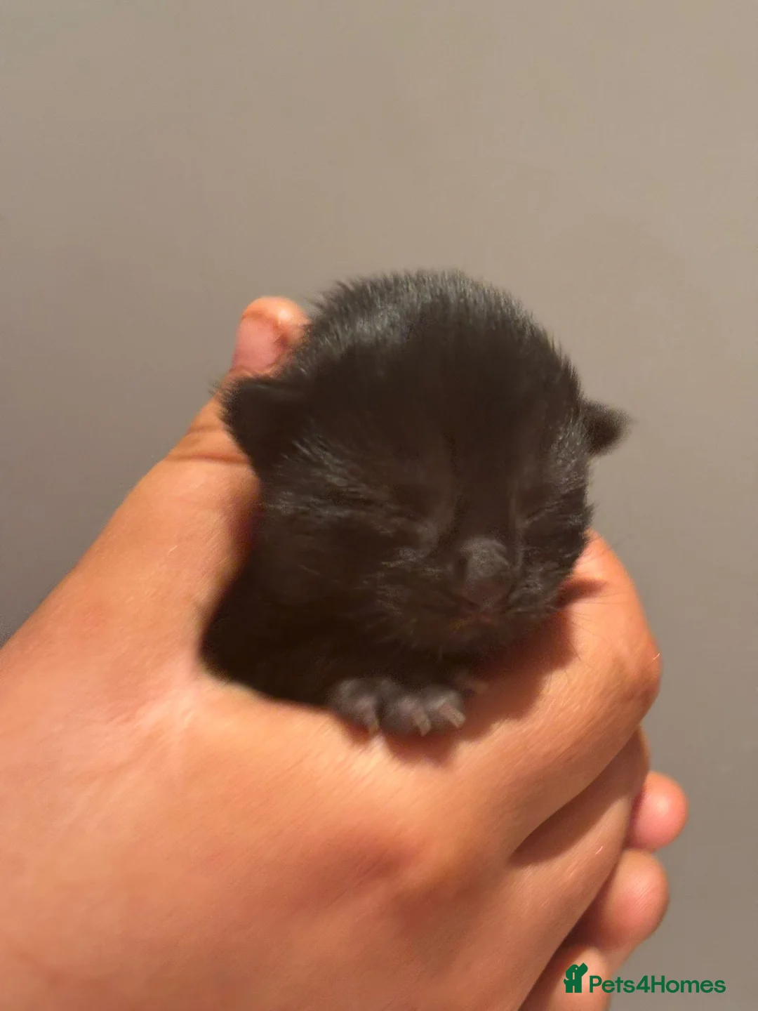 Maine Coon cats for sale: 3/4 main coon 1 GIRL LEFT - Advert 8