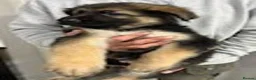 German Shepherd dogs for sale: German shepherd puppies  in Wisbech - Advert 6