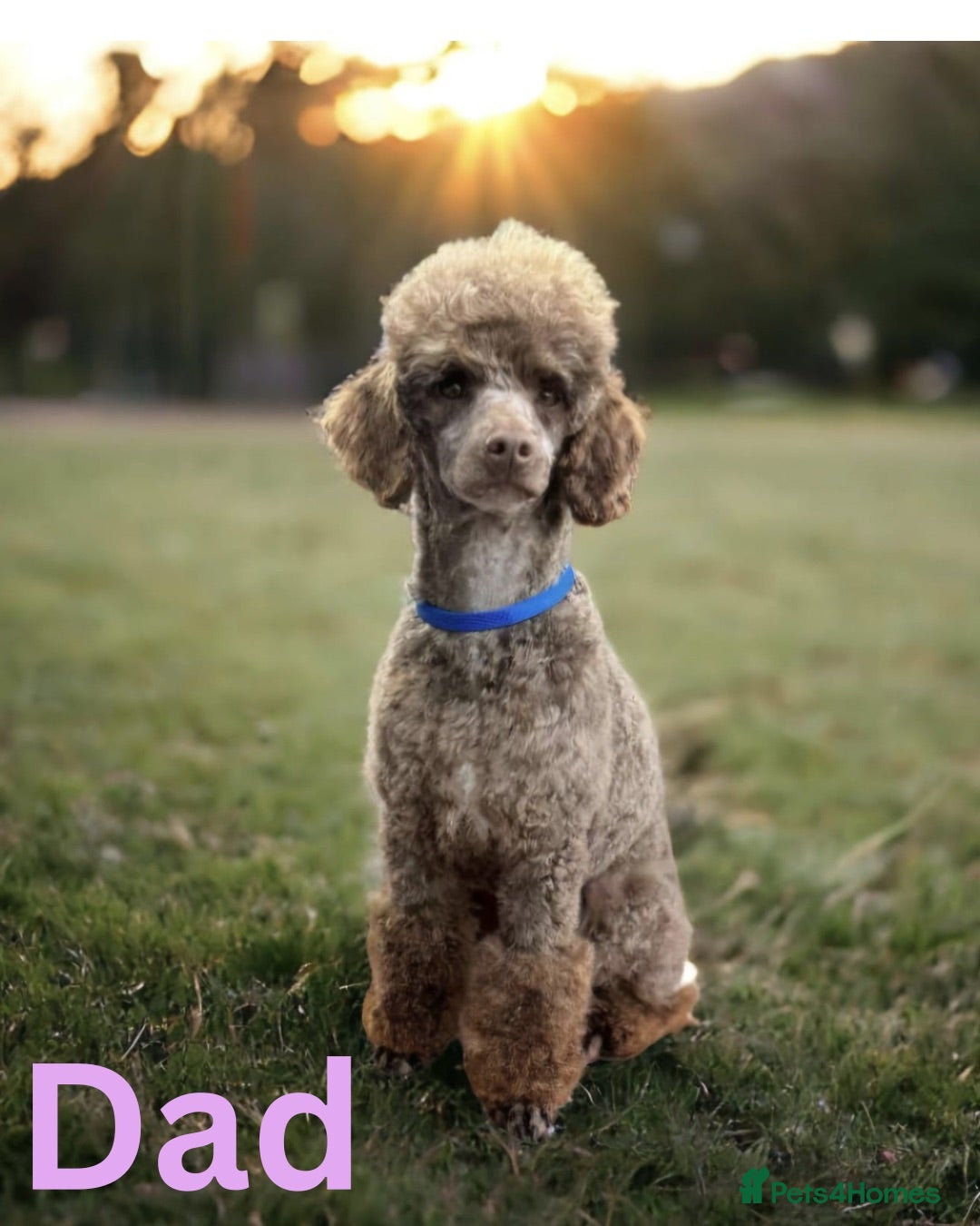 Cavapoo dogs Stunning Cavapoos Rare Chocolate  - Advert 1