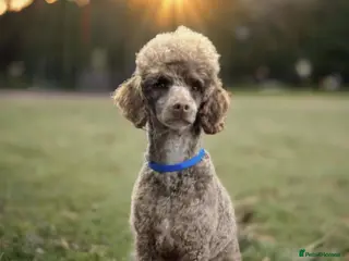 Cavapoo dogs Stunning Cavapoos Rare Chocolate - Advert 1