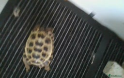Tortoise reptiles for sale: Horsefield Tortoise - Image 1