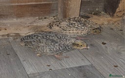 Quail poultry for sale: Quail  - Image 1