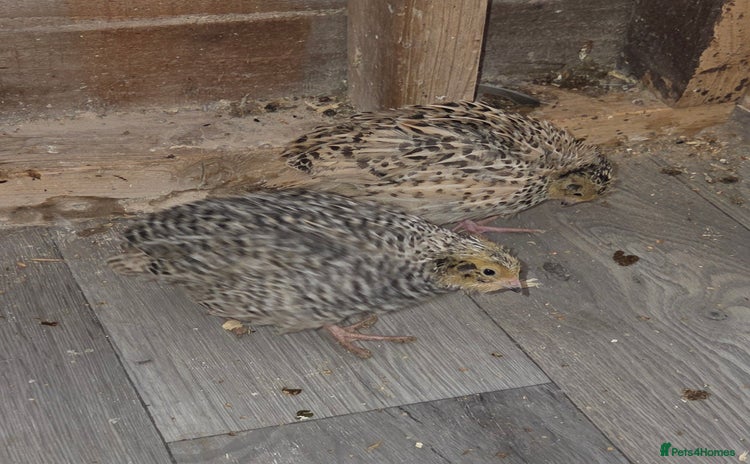Quail poultry - Advert 1