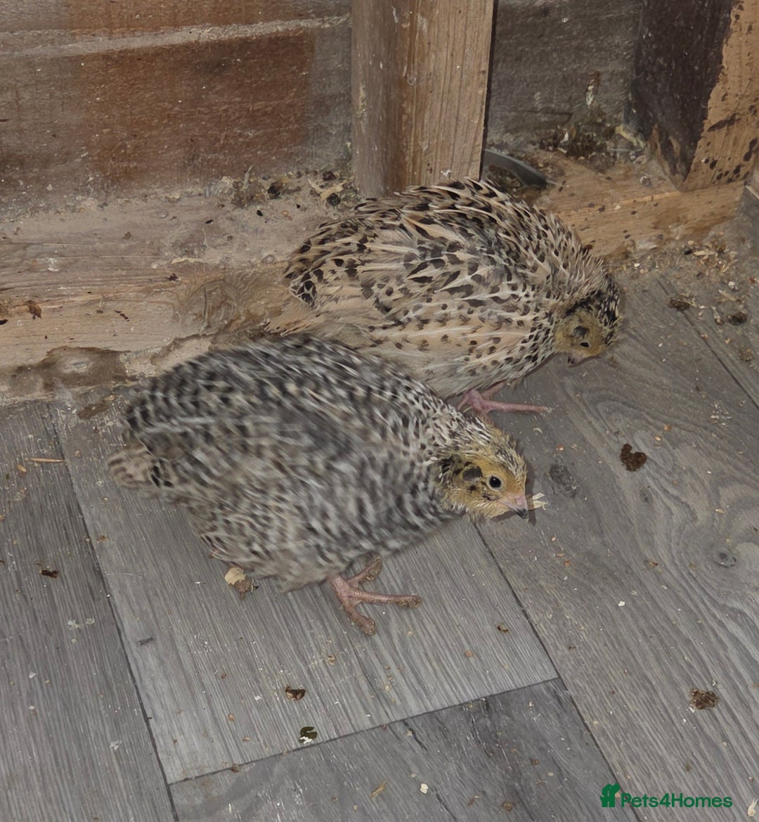 Quail poultry for sale: Quail  - Image 1