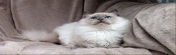 Ragdoll cats for sale: GCCF RAGDOLL KITTENS IMPORTED CHAMPION BLOODLINES - Advert 10