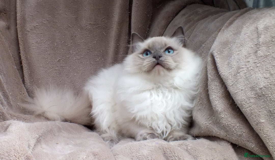 Ragdoll cats for sale: GCCF RAGDOLL KITTENS IMPORTED CHAMPION BLOODLINES - Advert 10