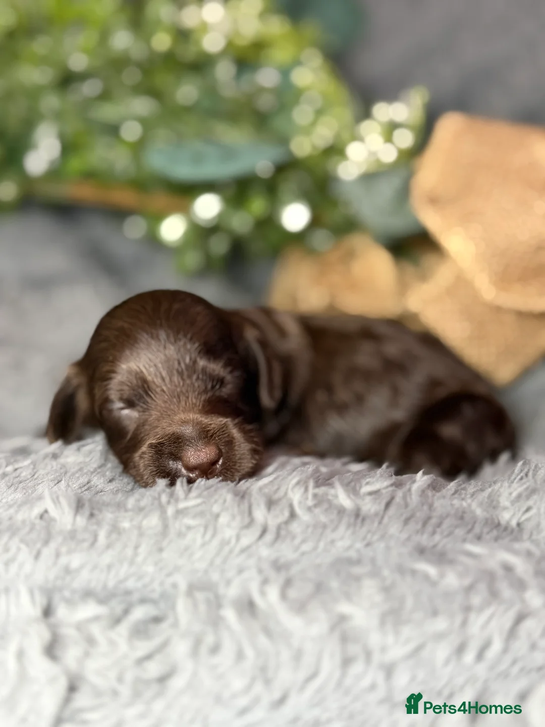 Cockapoo dogs for sale: F2 cockapoo family raised  - Advert 2