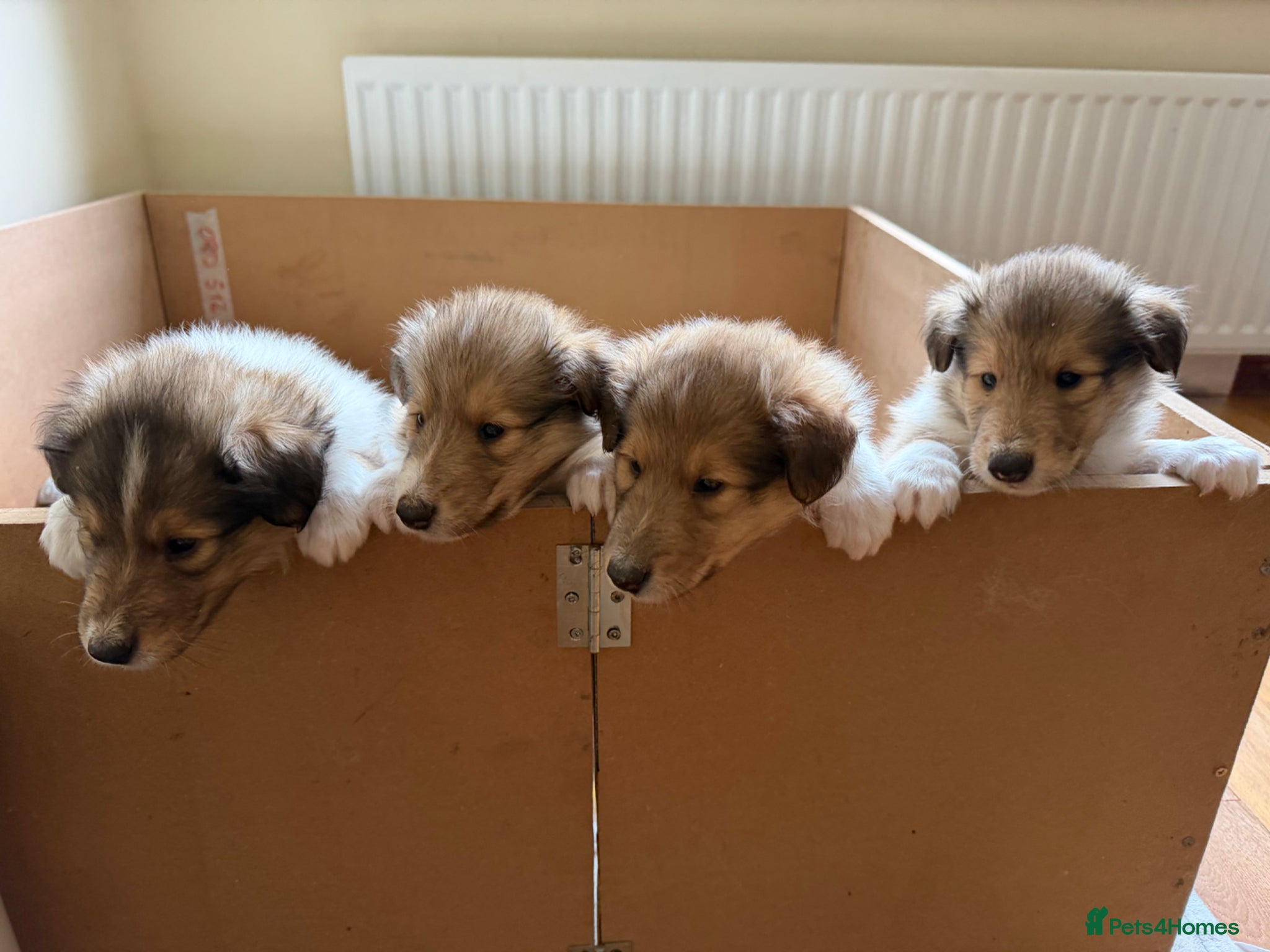 Rough Collie dogs for sale: Rough collie (lassie pups) - Advert 1