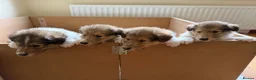 Rough Collie dogs for sale: Rough collie (lassie pups) - Advert 1