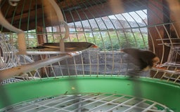 Finches birds for sale: Greenfinch, Bengalese Finches & Zebra Finches - Image 11