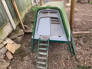 Chickens poultry Chickens Omlet go up coop - Advert 1