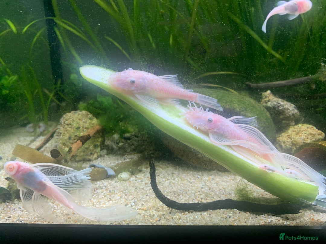 Catfish fish for sale: Snow White shortfin plecos 2.5cm+ - Image 3