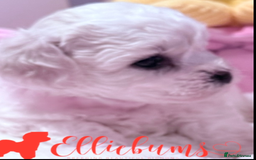 Bichon Frise dogs for sale: KC Registered Pedigree Bichon Frise Puppies - Image 2