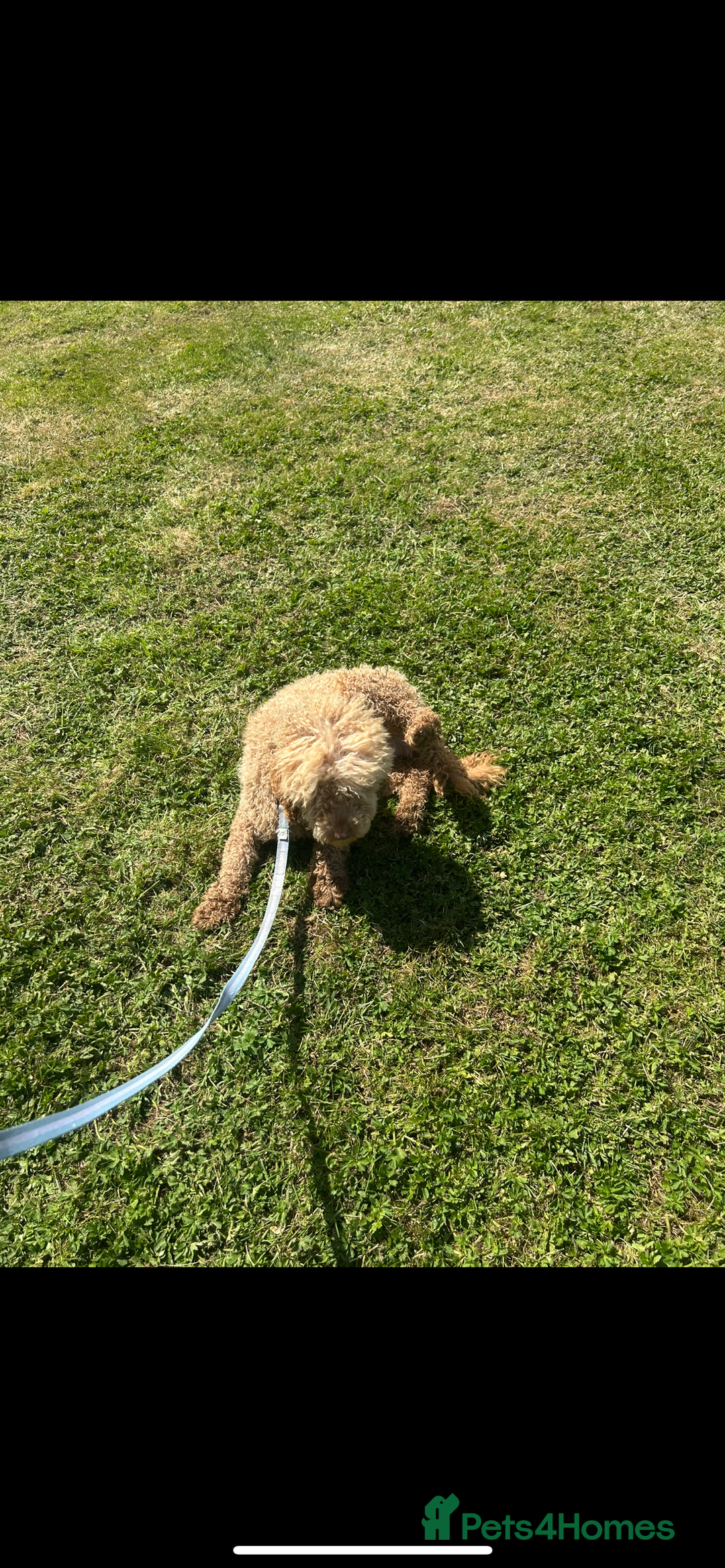 Cockapoo dogs for sale: F2 red Cockapoo puppies  - Image 10