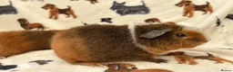 Guinea Pig rodents for sale: Baby Guinea pigs  - Advert 9