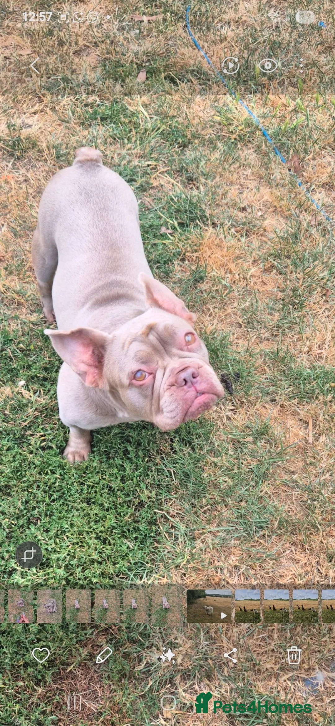 French Bulldog dogs for adoption: Izzy  in Bedford - Advert 2