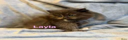Persian cats for sale: **SOLD** Stunning litter of five female Perdolls - Advert 11