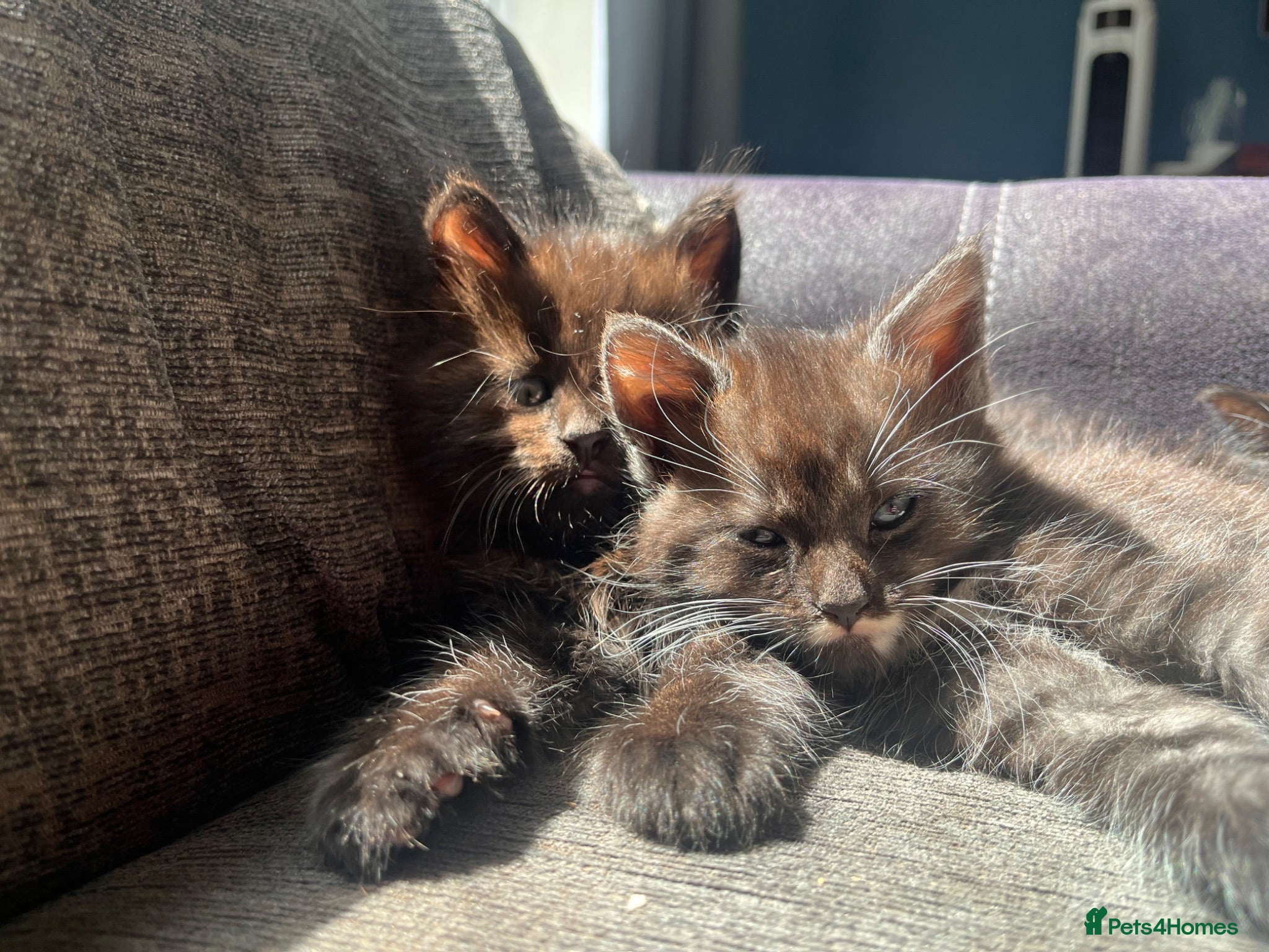 Mixed Breed cats Beautiful Mixed-Breed Kittens - Ready early July - Advert 7