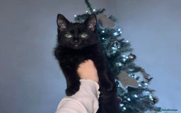 Mixed Breed cats for sale: Female cat - Image 1