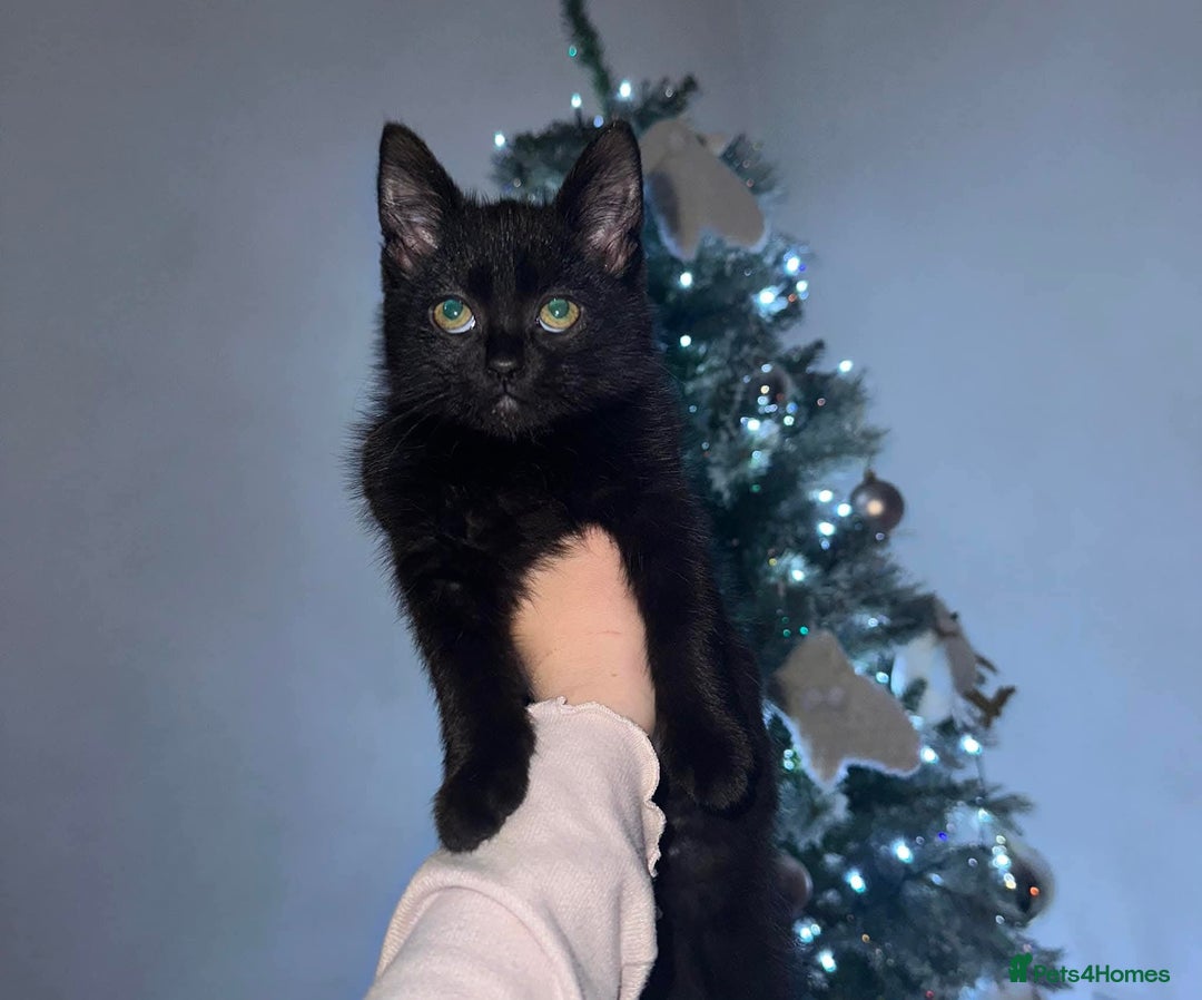 Mixed Breed cats for sale: Female cat - Image 1